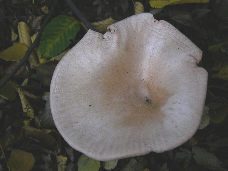 Quando le lamelle decorrono...